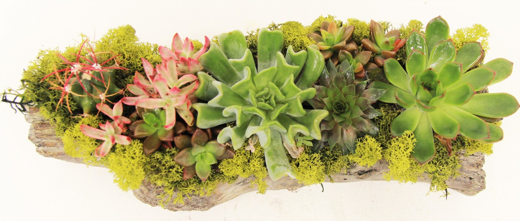 succ-23432 - Image 2
