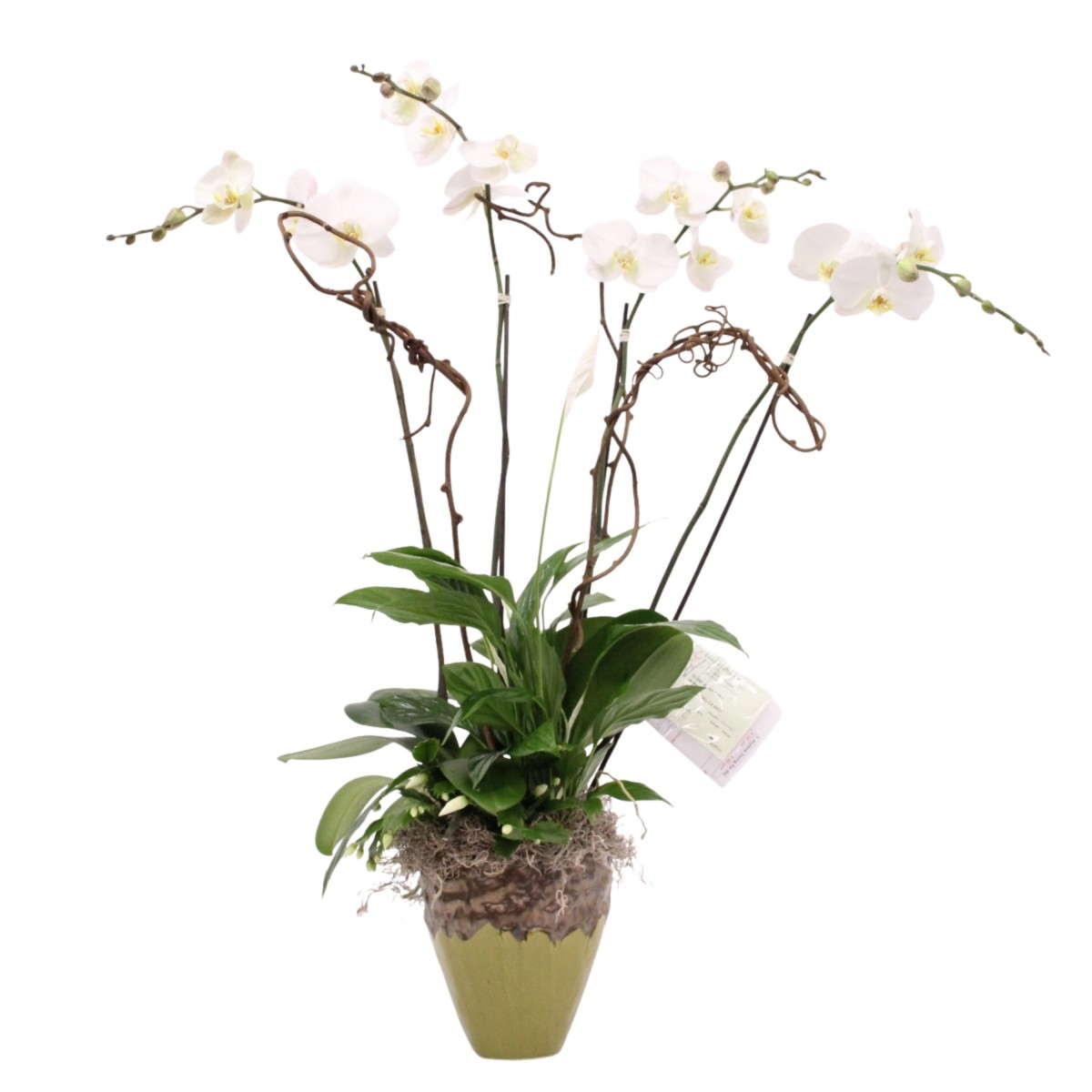 op-0808 - Image 2