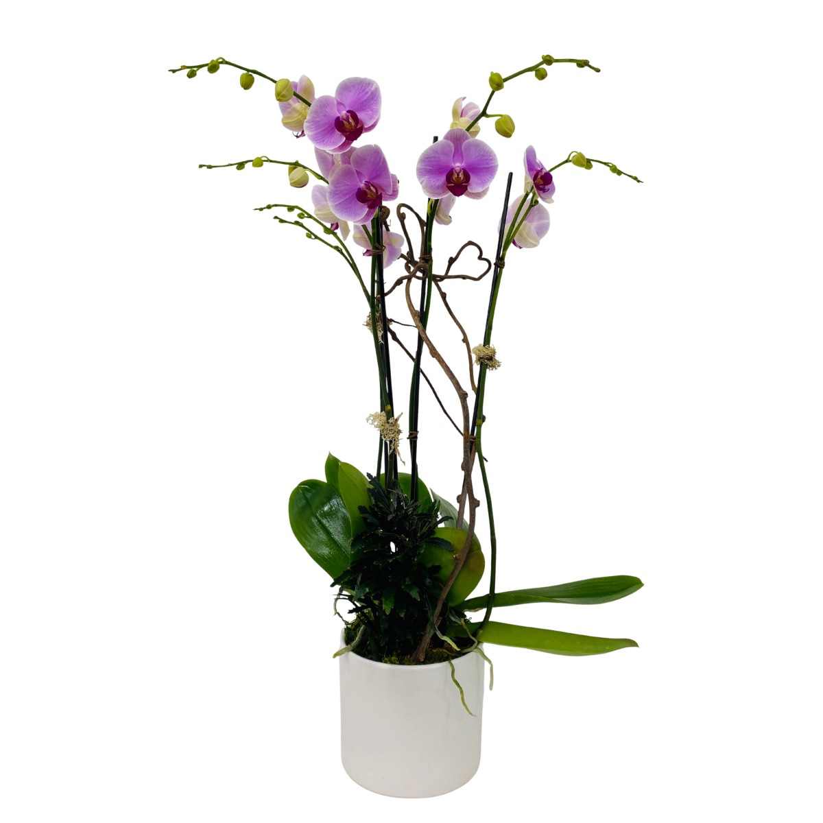 op- 6017 - Image 3