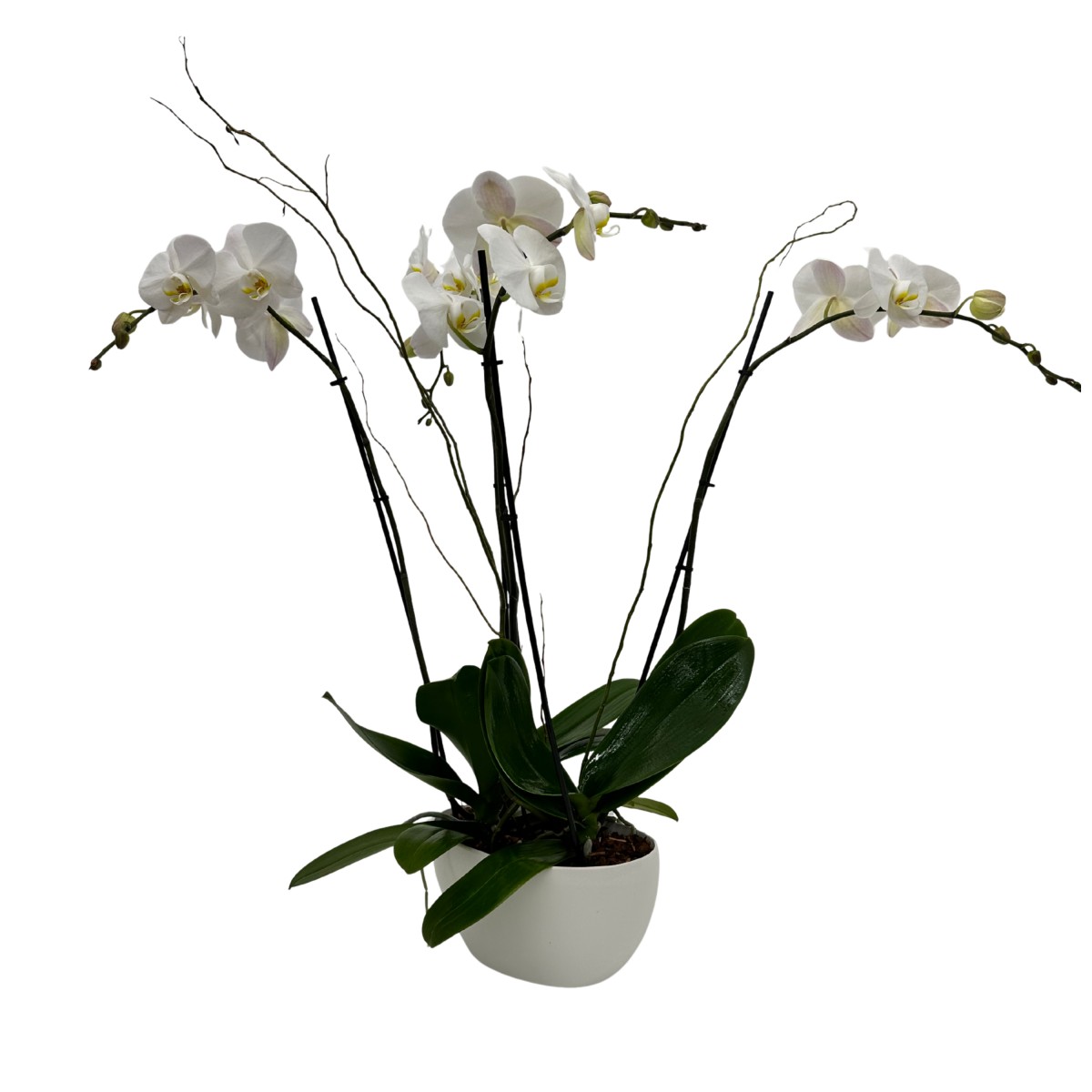 op- 6013 - Image 3